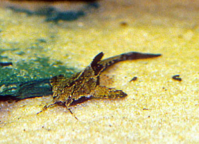 Bunocephalus coracoideus